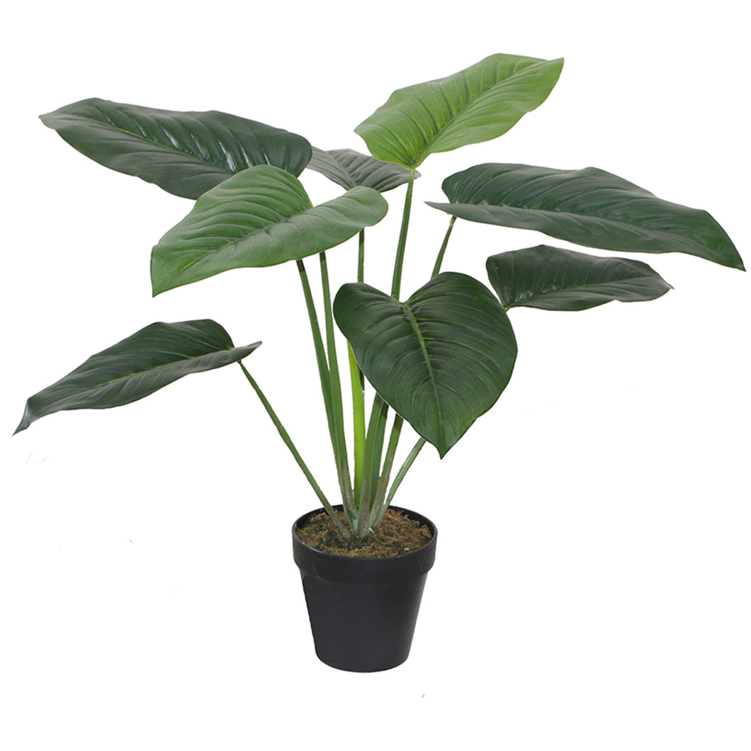 Faux Elephant Ear Philodendron